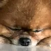 iam_mameepoko