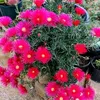 lidia50290