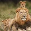 as78..6