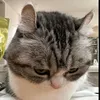 snowballopushok