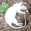 ramoscfaramoscfa