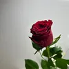 shey43313