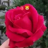 mss.daimon6