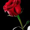 user4308666212459