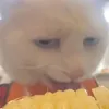 beginotoz2
