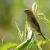 Pássaros do Nordeste