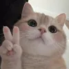 justthiding6