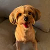 lilbentleytheyorkie
