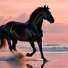 .the.black.horse8