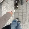 🦩