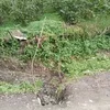 berkesular