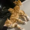 i.love.animals.mo0