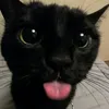 foxyzinho