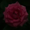 roua.126