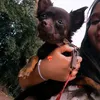 trianalujanhackbart.22
