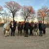 islandpferde.kueckenmoor