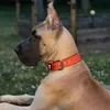“Remi” The Great Dane