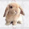 bunnybank14
