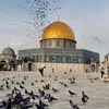rashashadi0