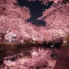 lavender_lillacs