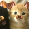 dawnornot