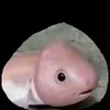 andjlo.lhriti