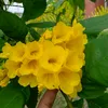 sm.mariya12345