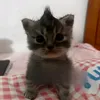 palyacoykk