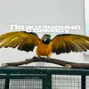 vimaroolove