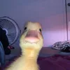 ycm4cam