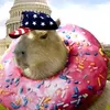 capybara.vary.cool