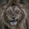 عــعــلـلـش نـاصـريـه....!