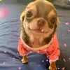 evergwjab