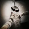 nebitqa_nik0m