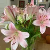 lily_28438