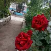 dk934109