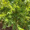 sacdiyo.abdullahi56