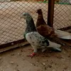 rana258021
