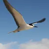 sea.bird51