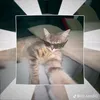 jus_plenger_r0