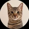 boritocat6