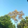 _coretanfirna_
