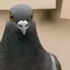 owdhasudgh