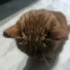 ioksd3