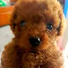 baxter.the.poodle