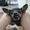 Pitoco Plínio