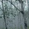 siapaajaangakenal