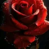 user3318442039431