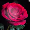 red.rose60522