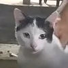 kucinggabut
